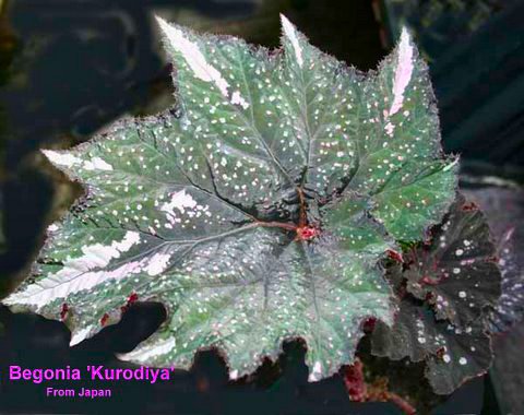 B. ‘Kurodaiya’